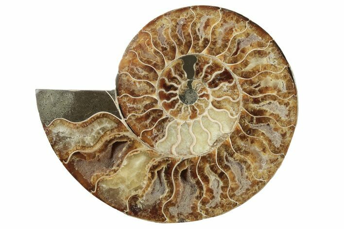 Cut & Polished Ammonite Fossil (Half) - Madagascar #200106